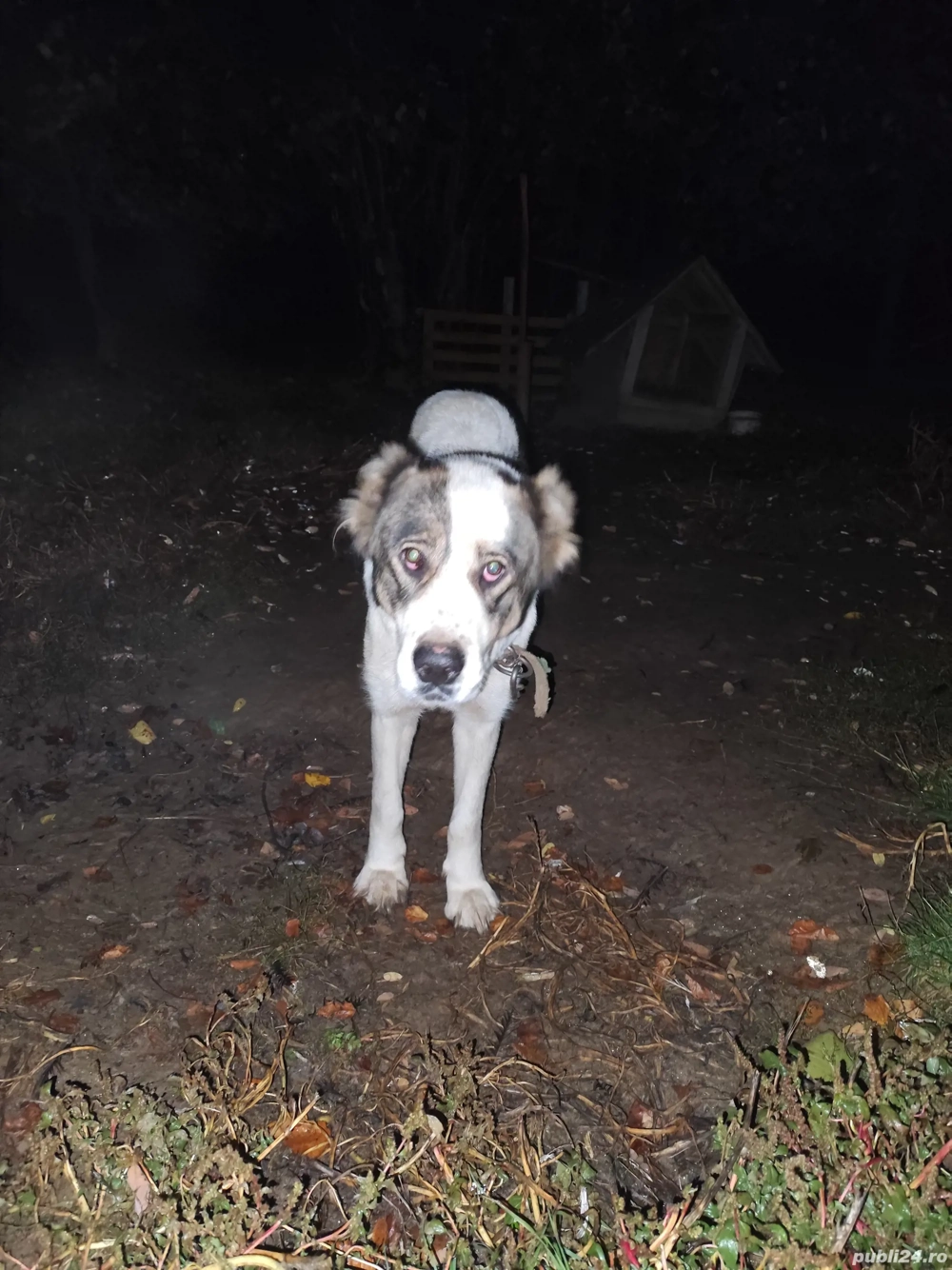 vand s-au schimb femela de Asia Centrala 