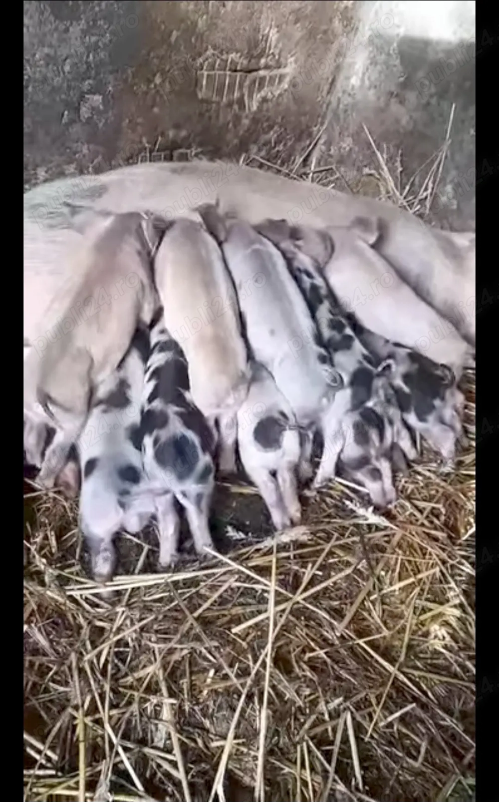 Disponibila purcea la prima fatare cu 11 purcei