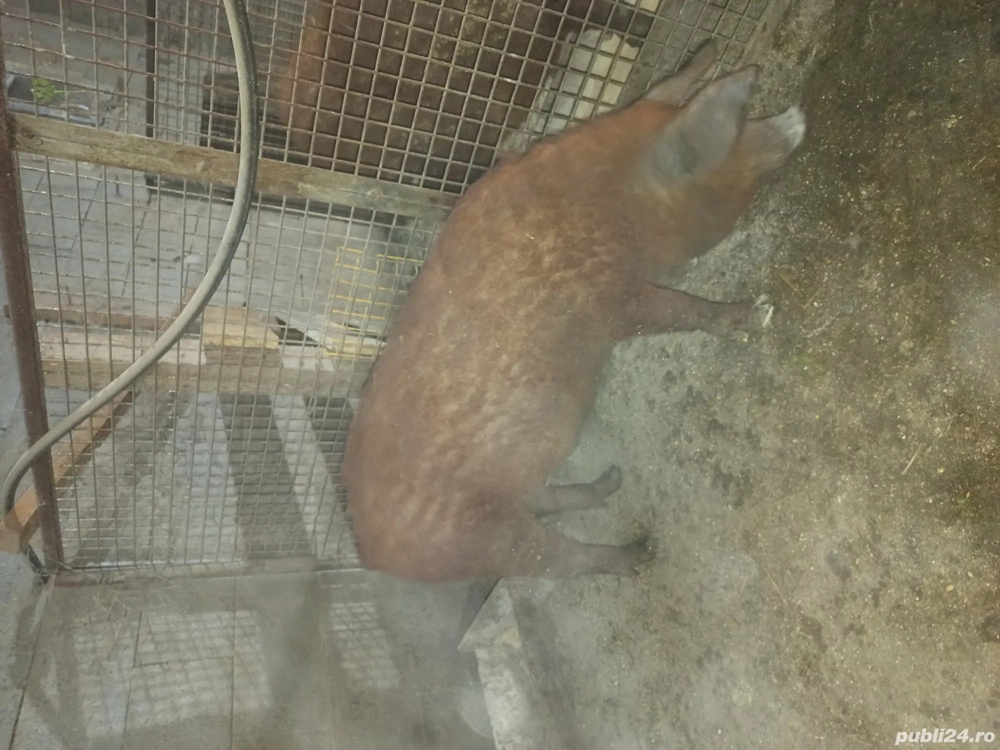 Vand vier  Vand vier