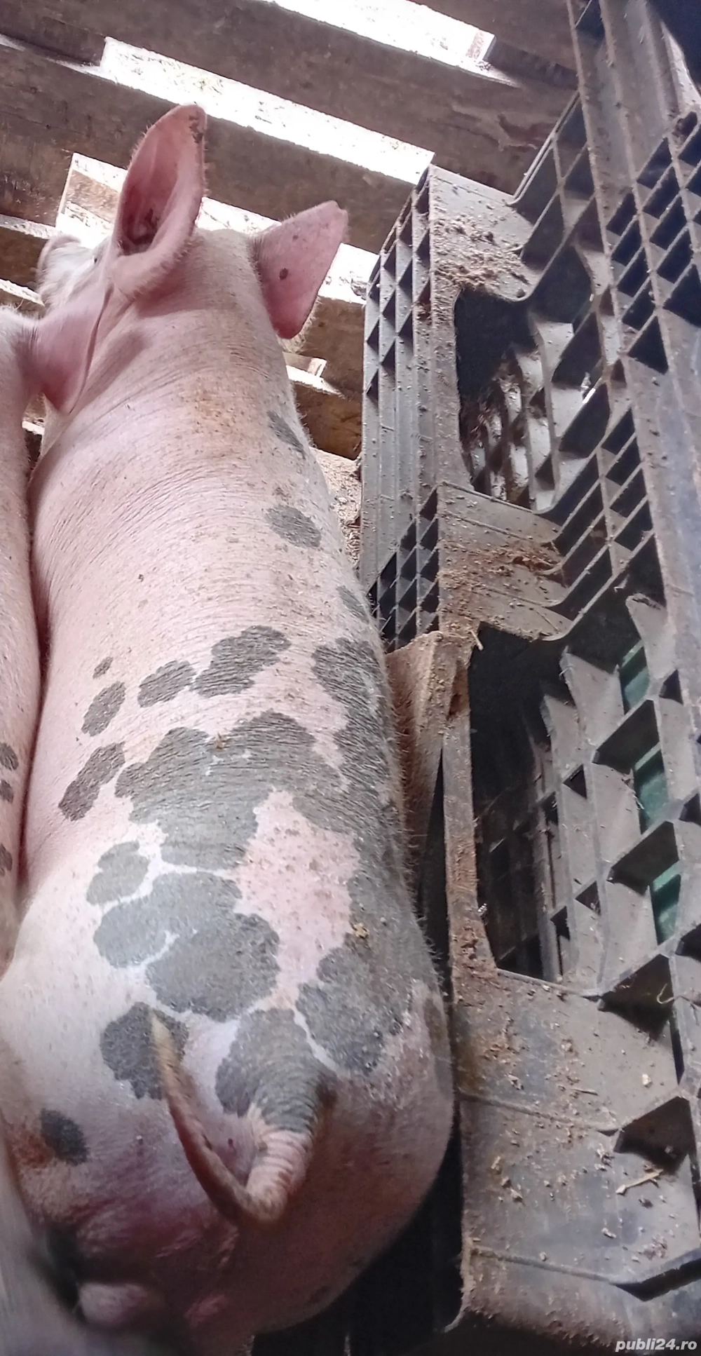 Vierut pietrain belgian  Vierut pietrain belgian