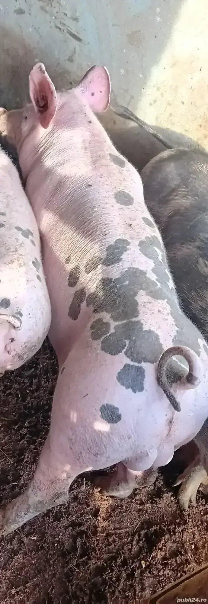 vierutt pietrain belgian 