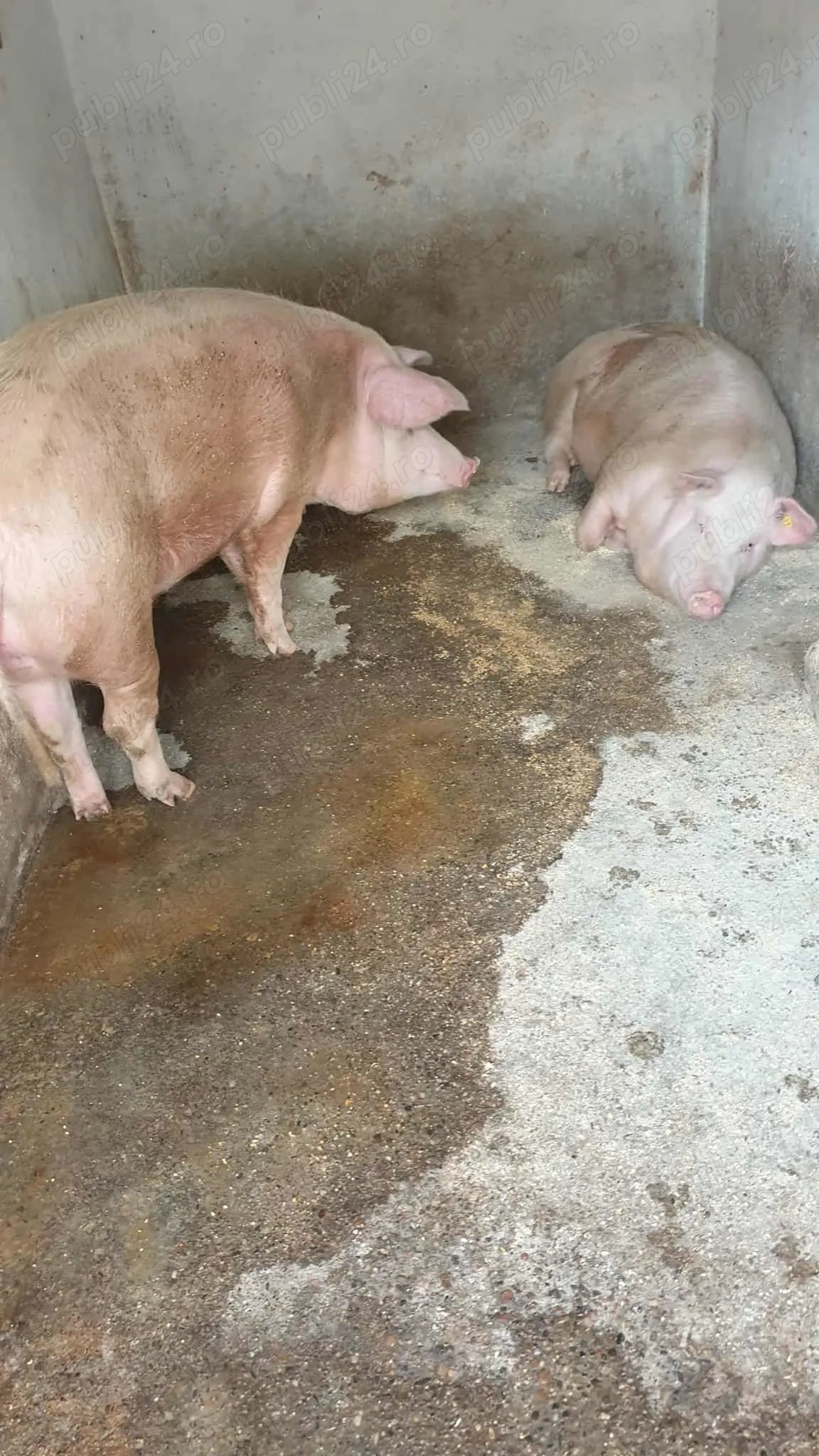 Vând porcii 180- 200 kg Vând porcii 180- 200 kg