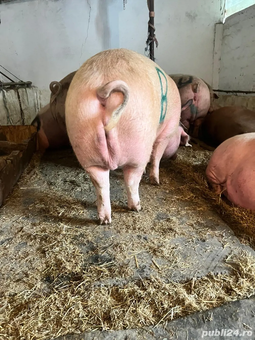 vand porci crescuti Bio 