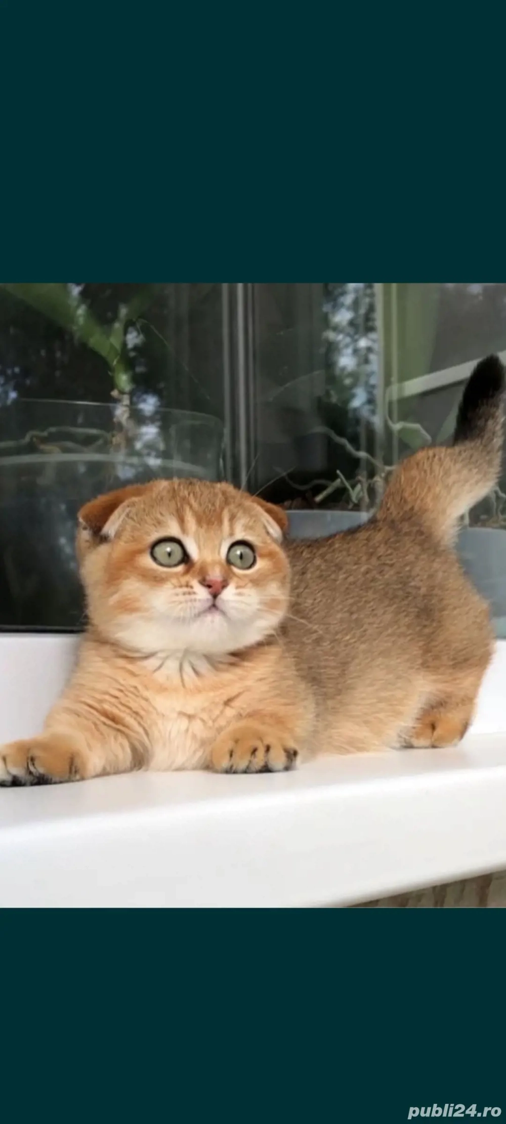 chinchila golden fold!!! chinchila golden fold!!!