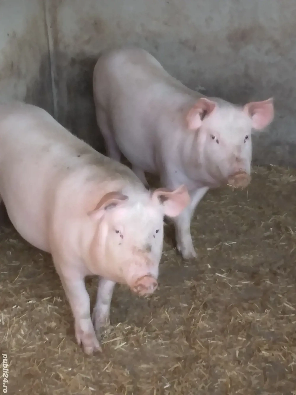 Vînd porci Marele Alb