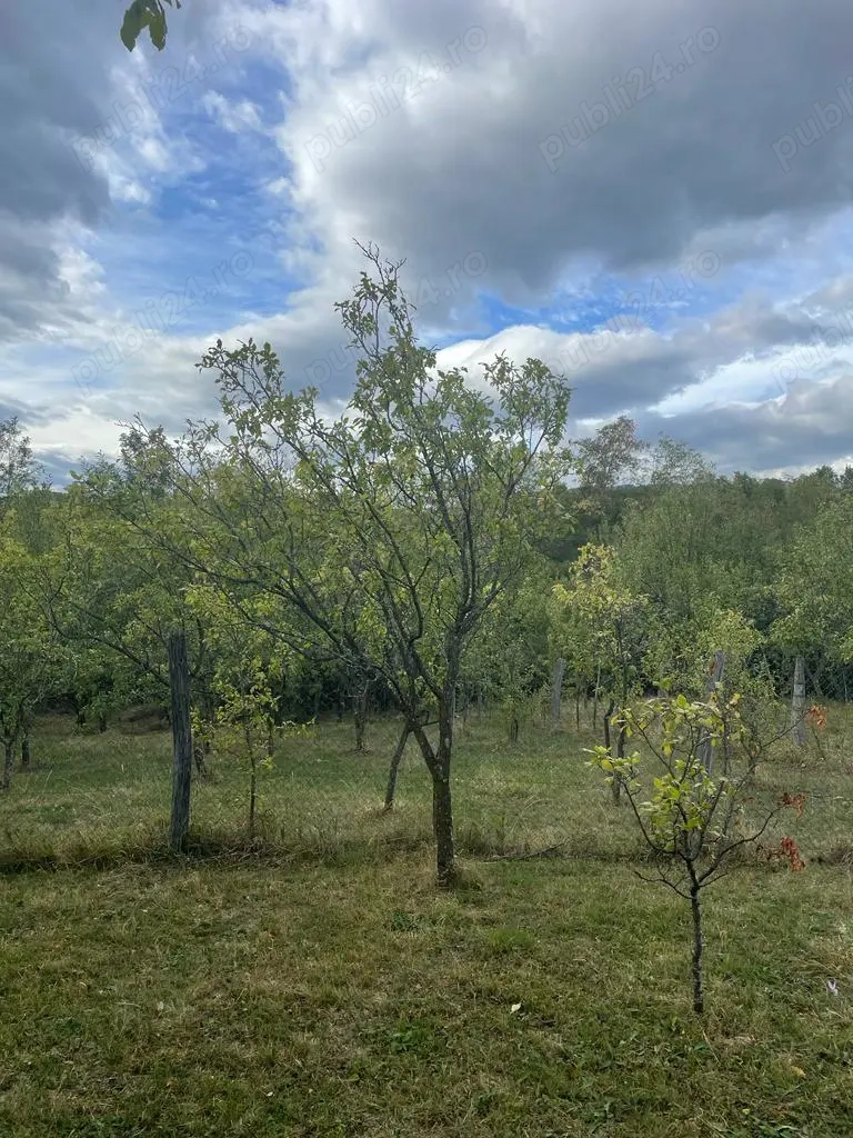 Vând teren la munte 