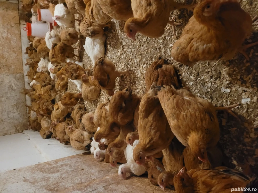 Pui rasă mixtă și de carne 