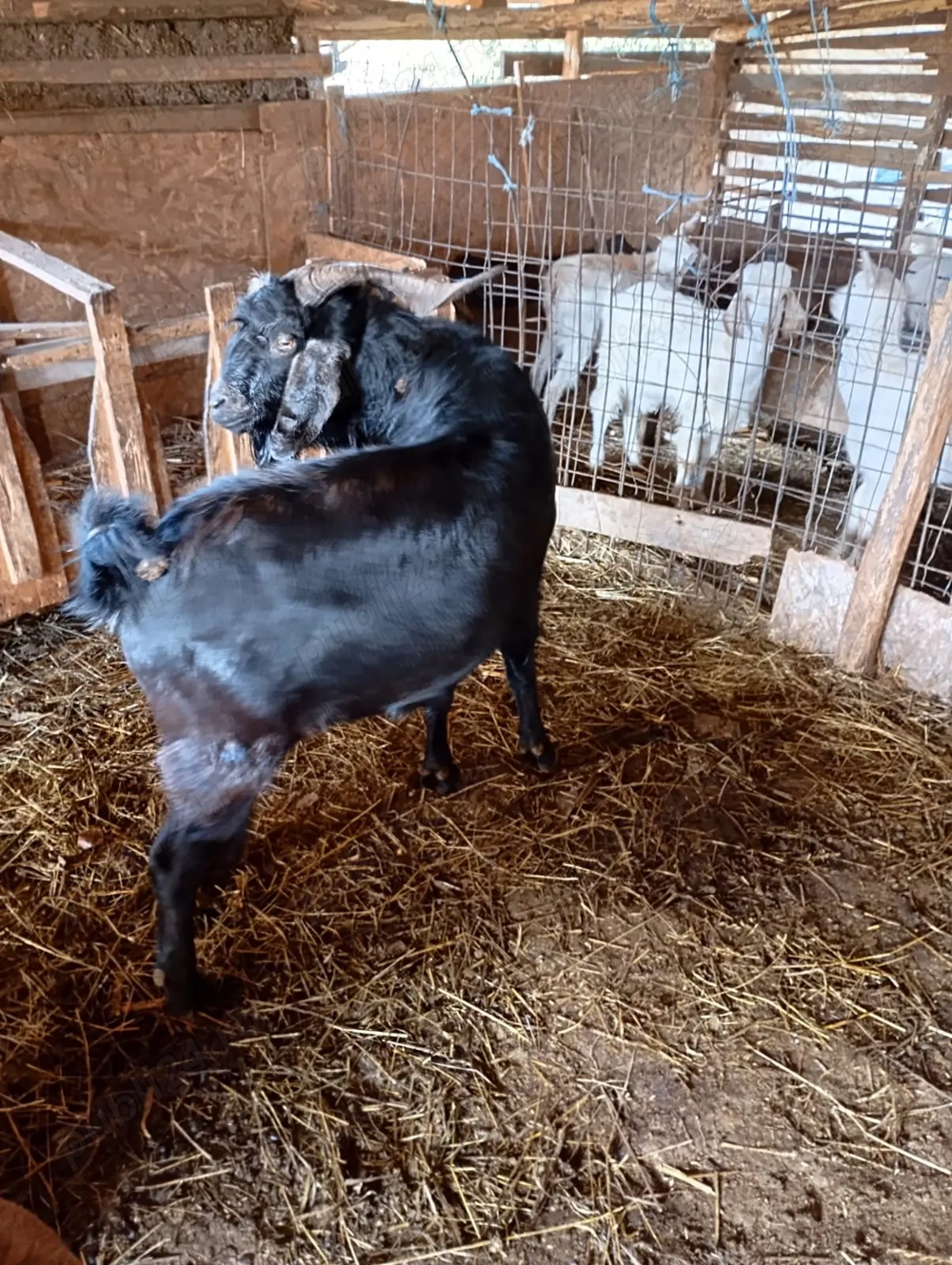 Vând țap Anglo-Nubian județul Giurgiu