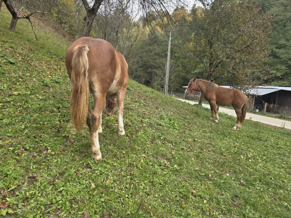Vand 2 manze blande Vand 2 manze blande