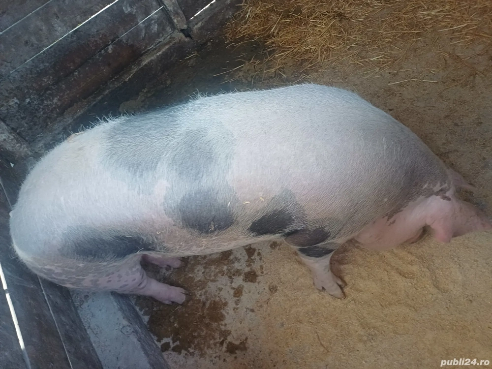 vând porc pietrain belgian 200kg vând porc pietrain belgian 200kg