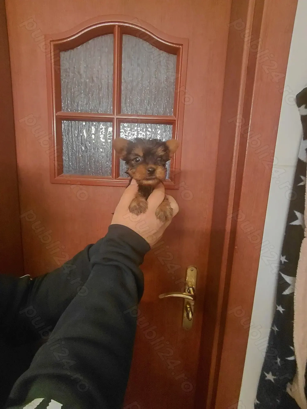 Yorkahire terrier toy