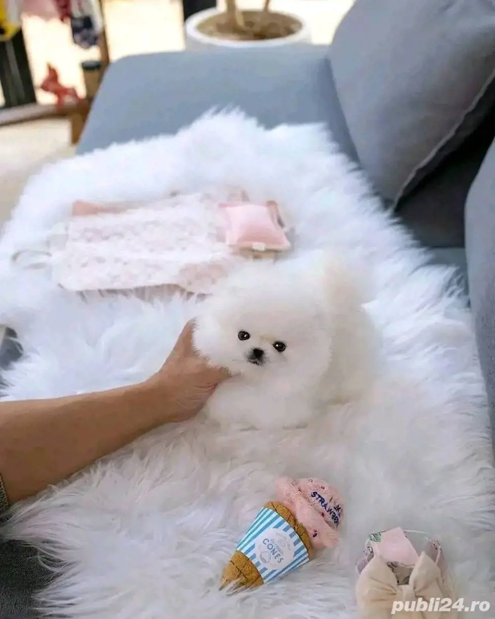 Pomeranian mini toy