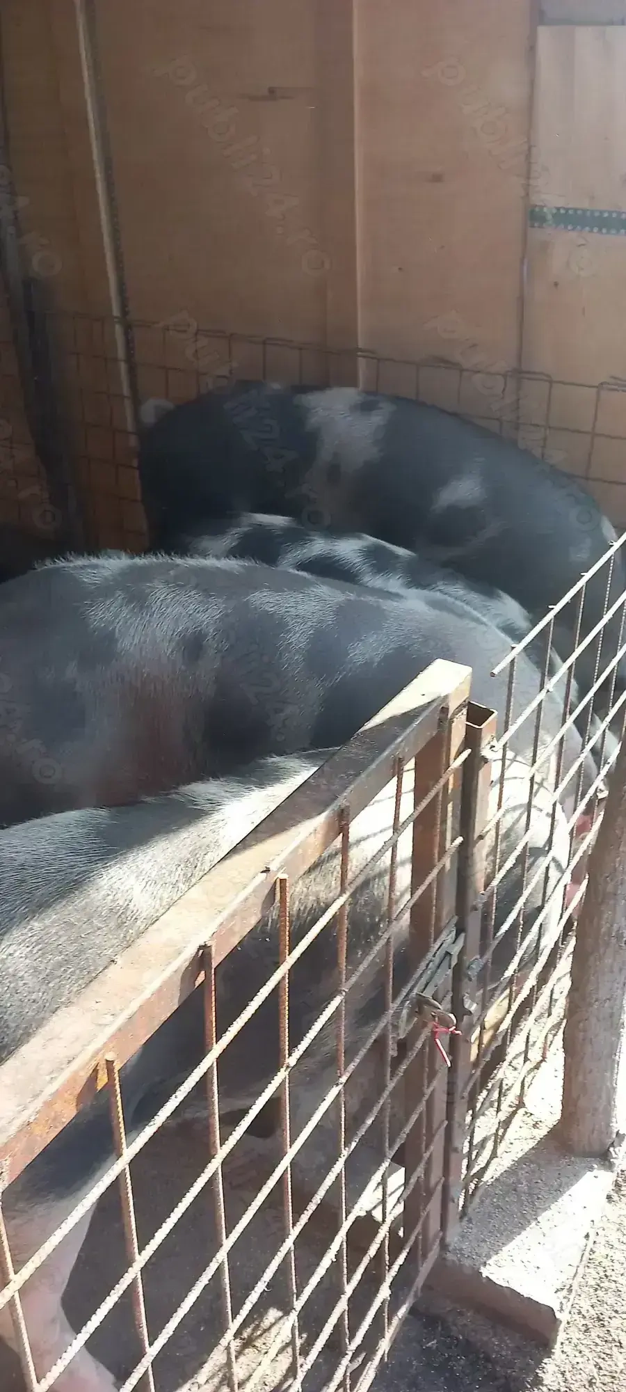 Vând porci pt Crăciun 