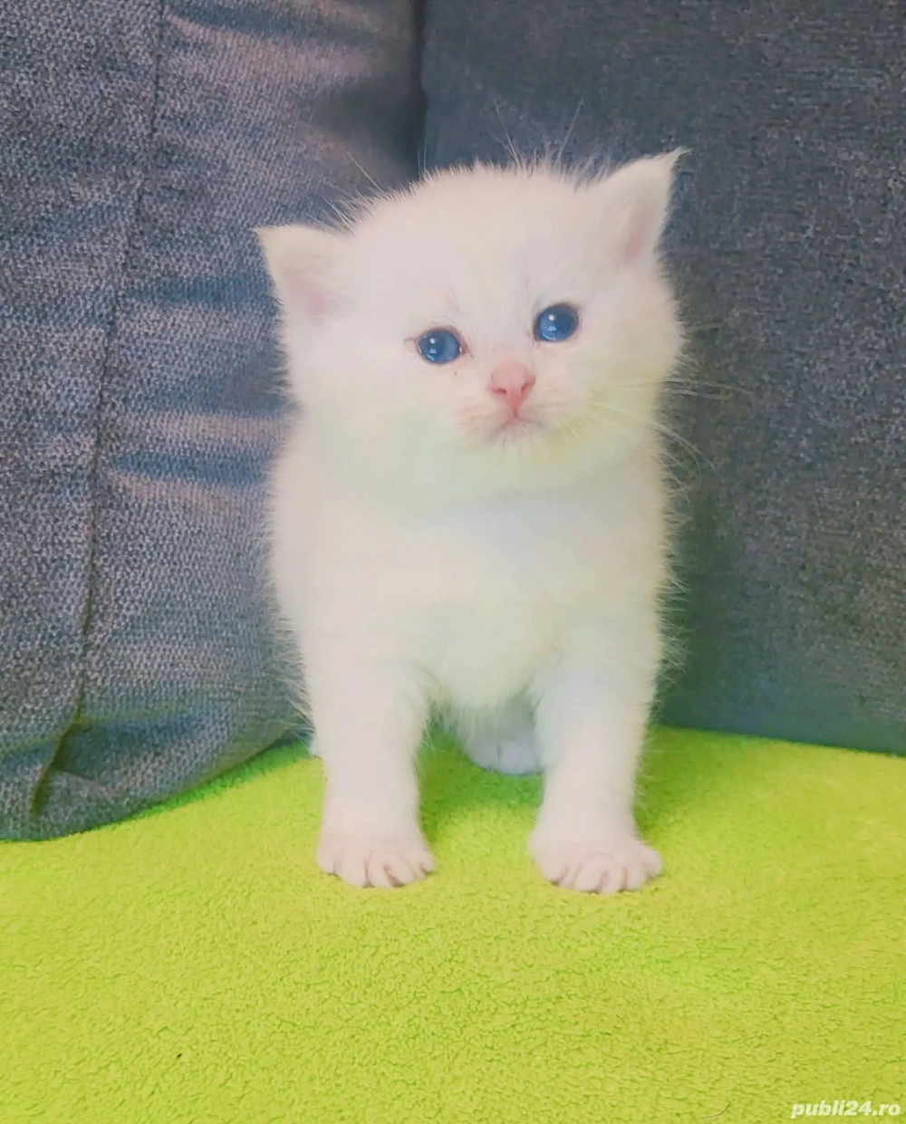 scotish straight pedigree