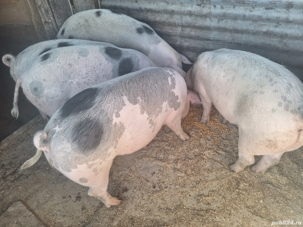 Porci de vanzare Porci de vanzare