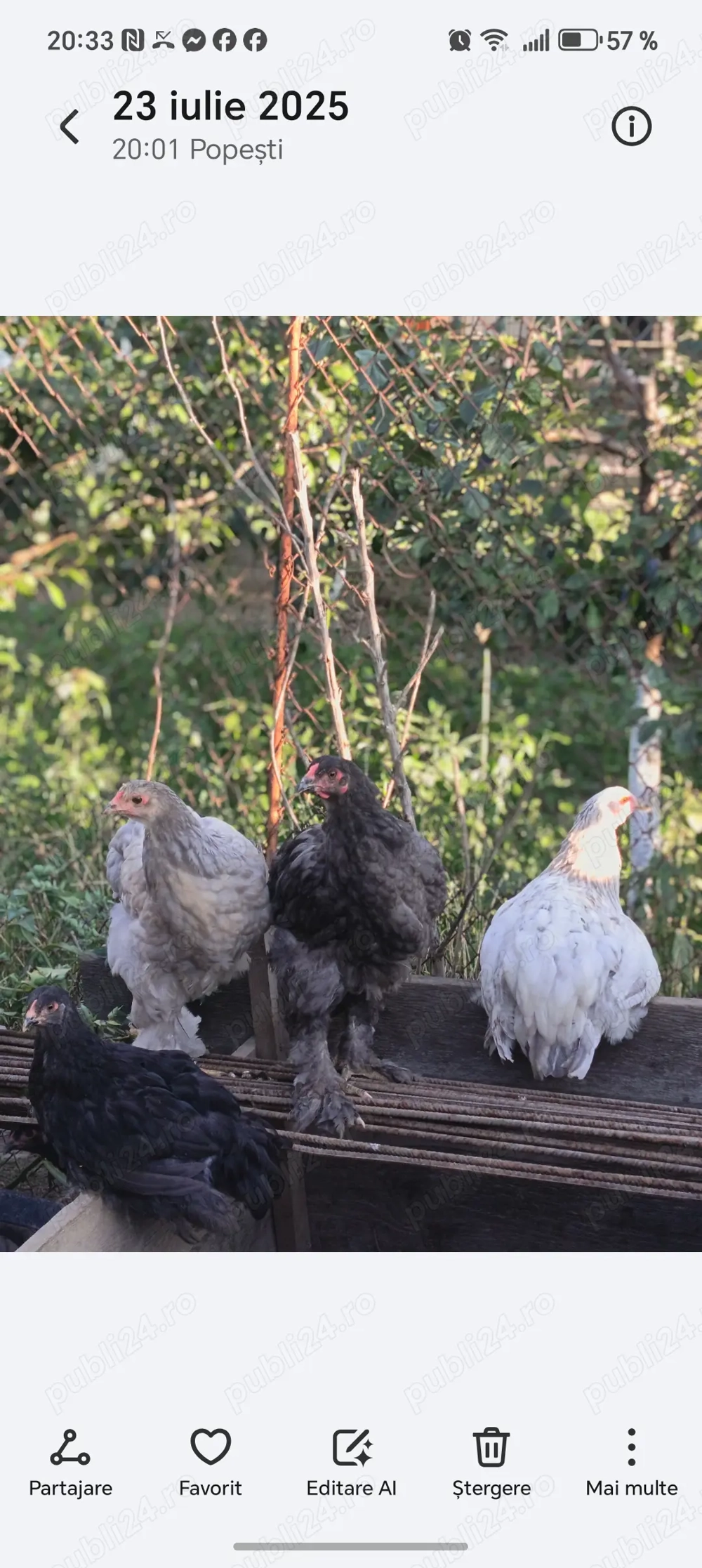 Pui de gaina Brahma Pui de gaina Brahma