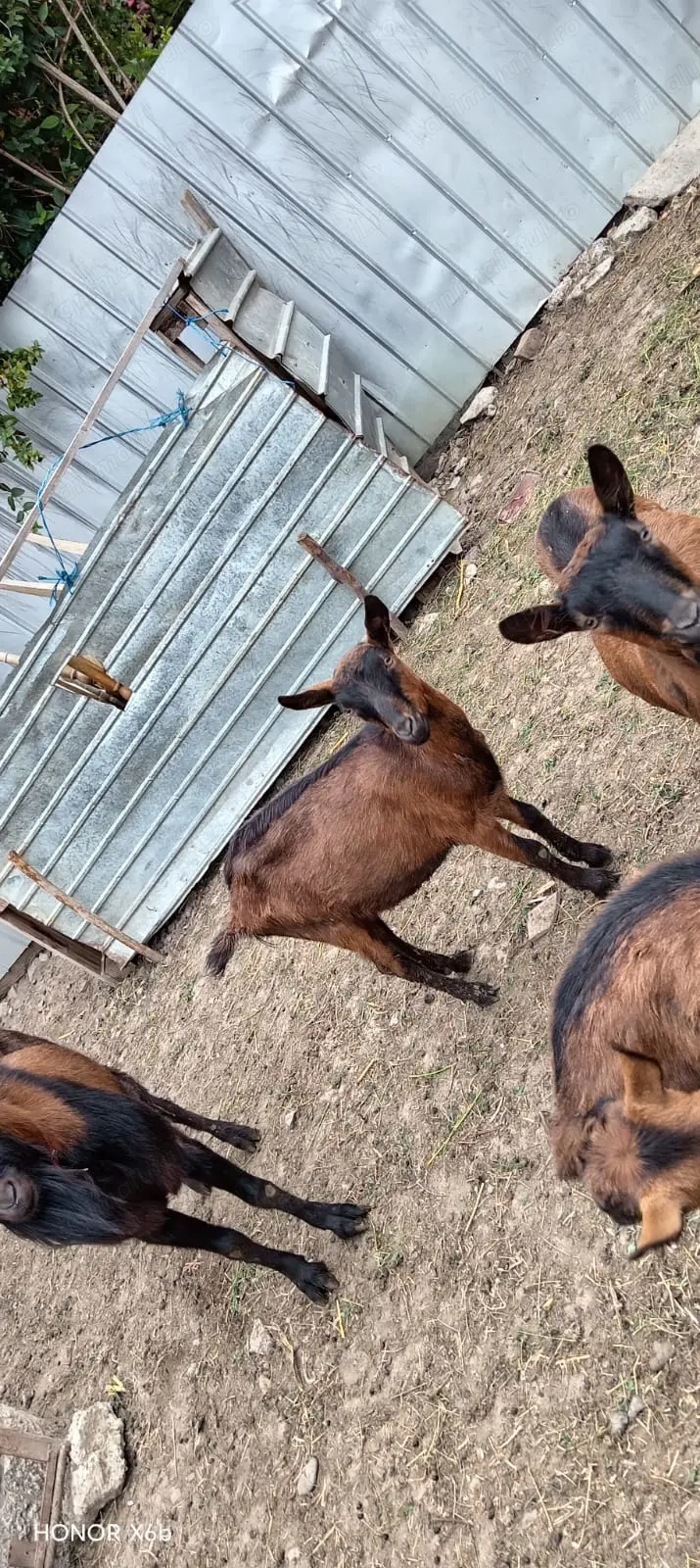 Capre alpin franceze de vanzare Capre alpin franceze de vanzare