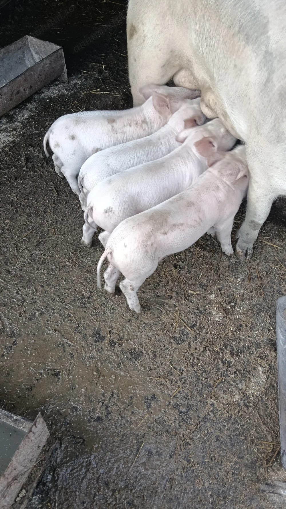 De vânzare ,450 bucata