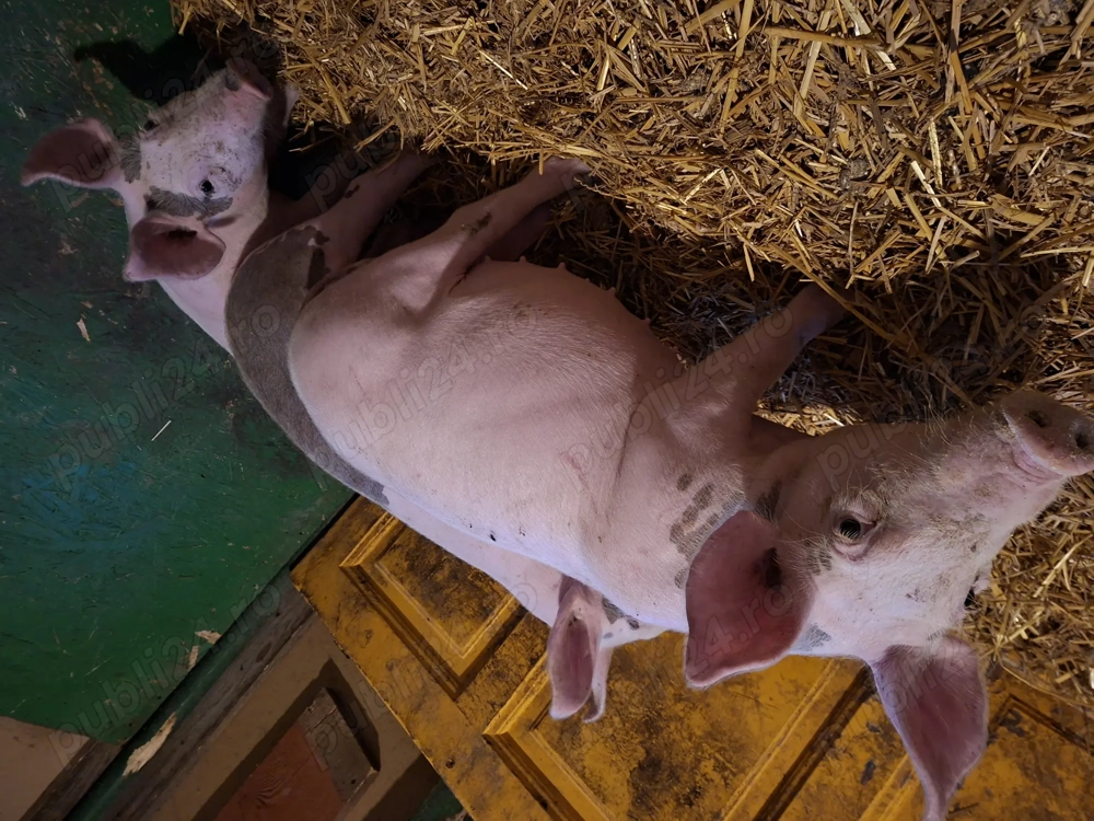 Puceii de vanzare  Puceii de vanzare