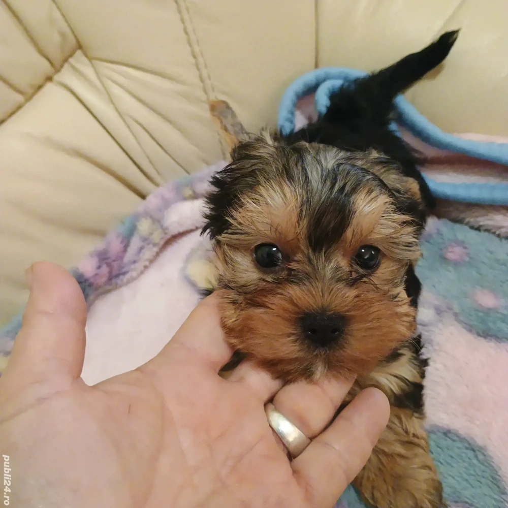 Yorkshire Tertier Talie Mica Yorkshire Tertier Talie Mica