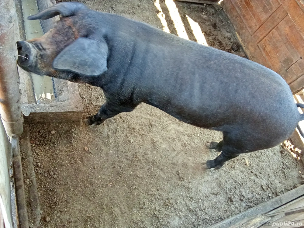 vier duroc 