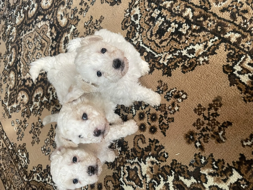 Vând pui bischoni creți Vând pui bischoni creți