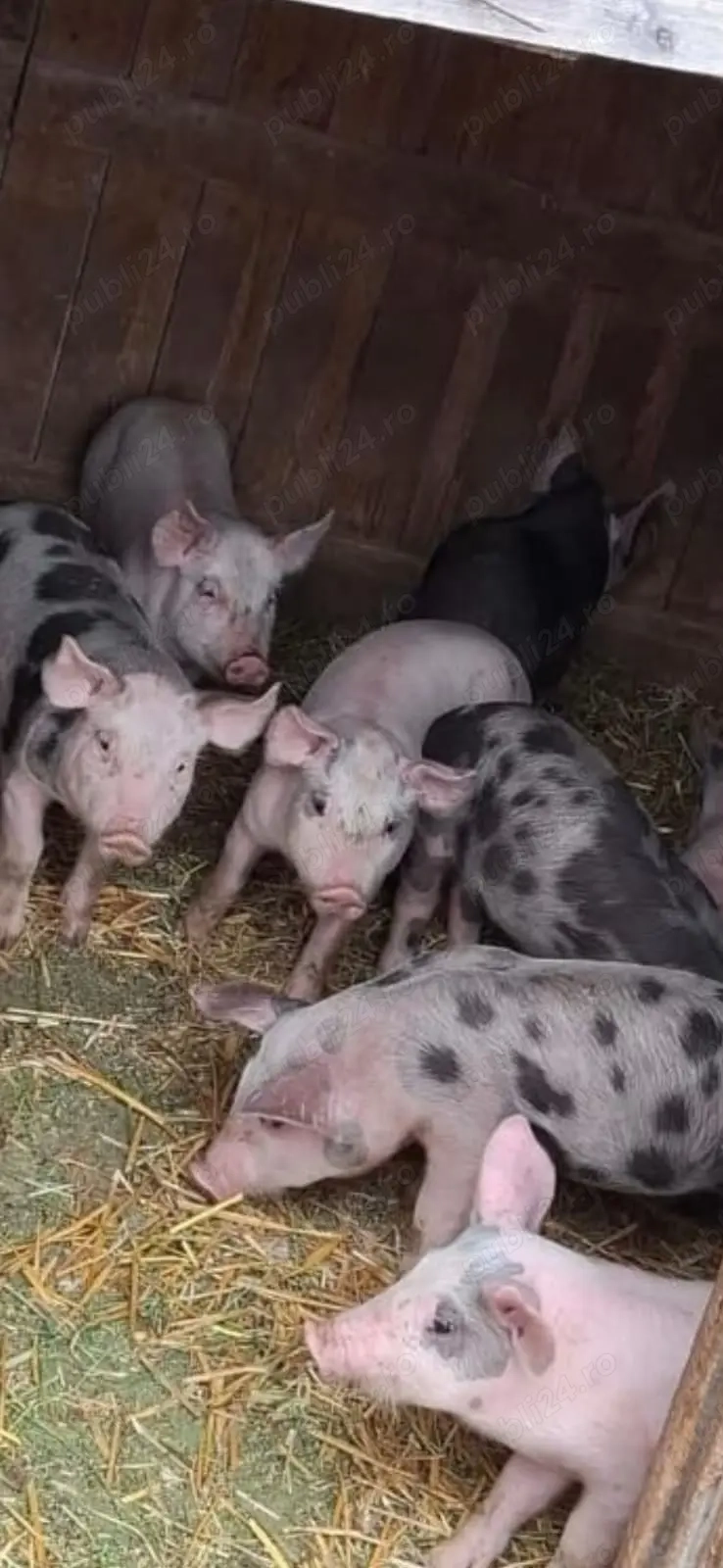 Purcei de vanzare Purcei de vanzare