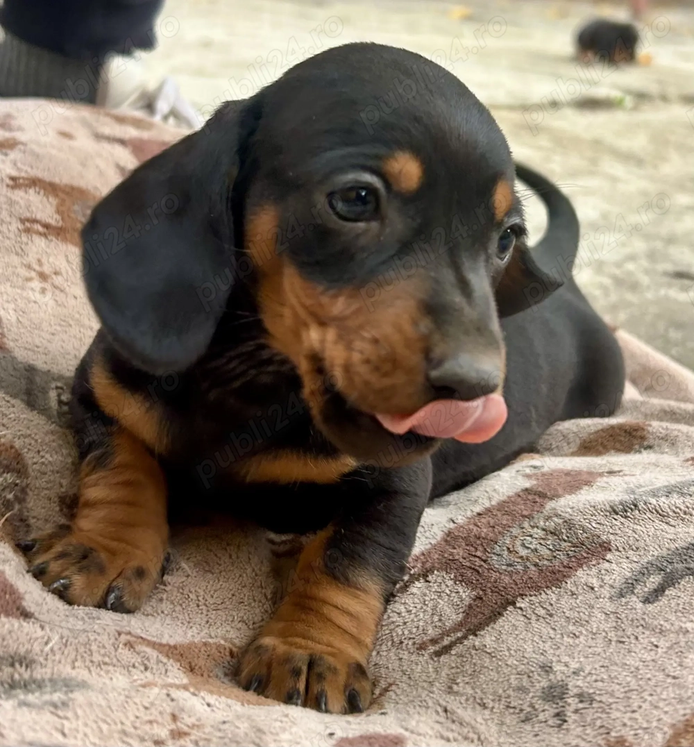 Căței teckel de vânzare 