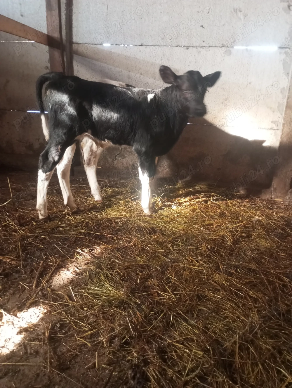 Viței de vânzare fao Viței de vânzare fao