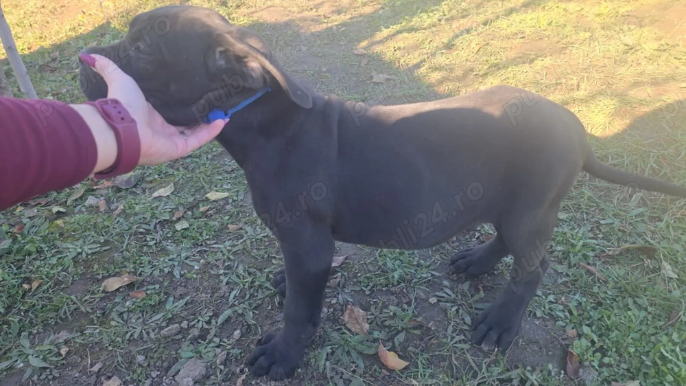 Cane corso italiano Cane corso italiano