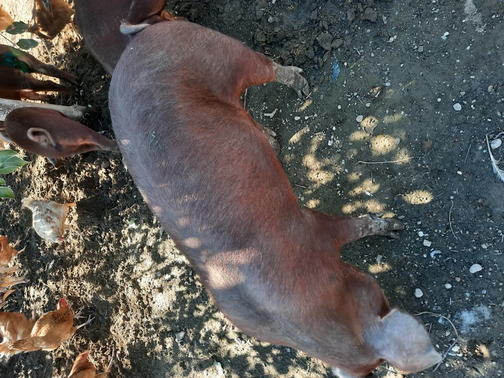 Porci duroc 