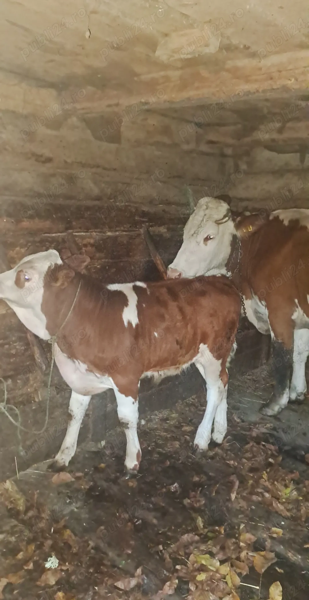 Vând 2 vaci cu 2 viței