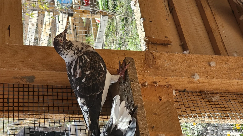 Vand Porumbeii voiajori 10 la numar cu 250 lei ,separat este 50 lei