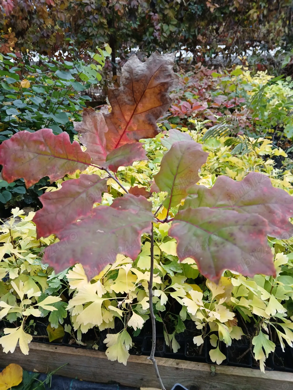 Vand stejar rosu, Quercus rubra puiet 