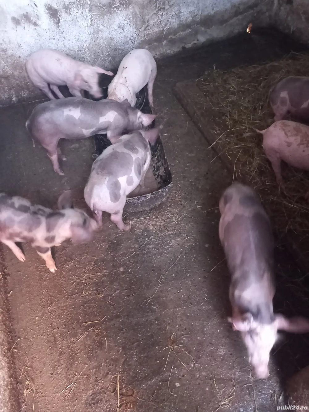 Purcei de vânzare,rasă Petrean Purcei de vânzare,rasă Petrean