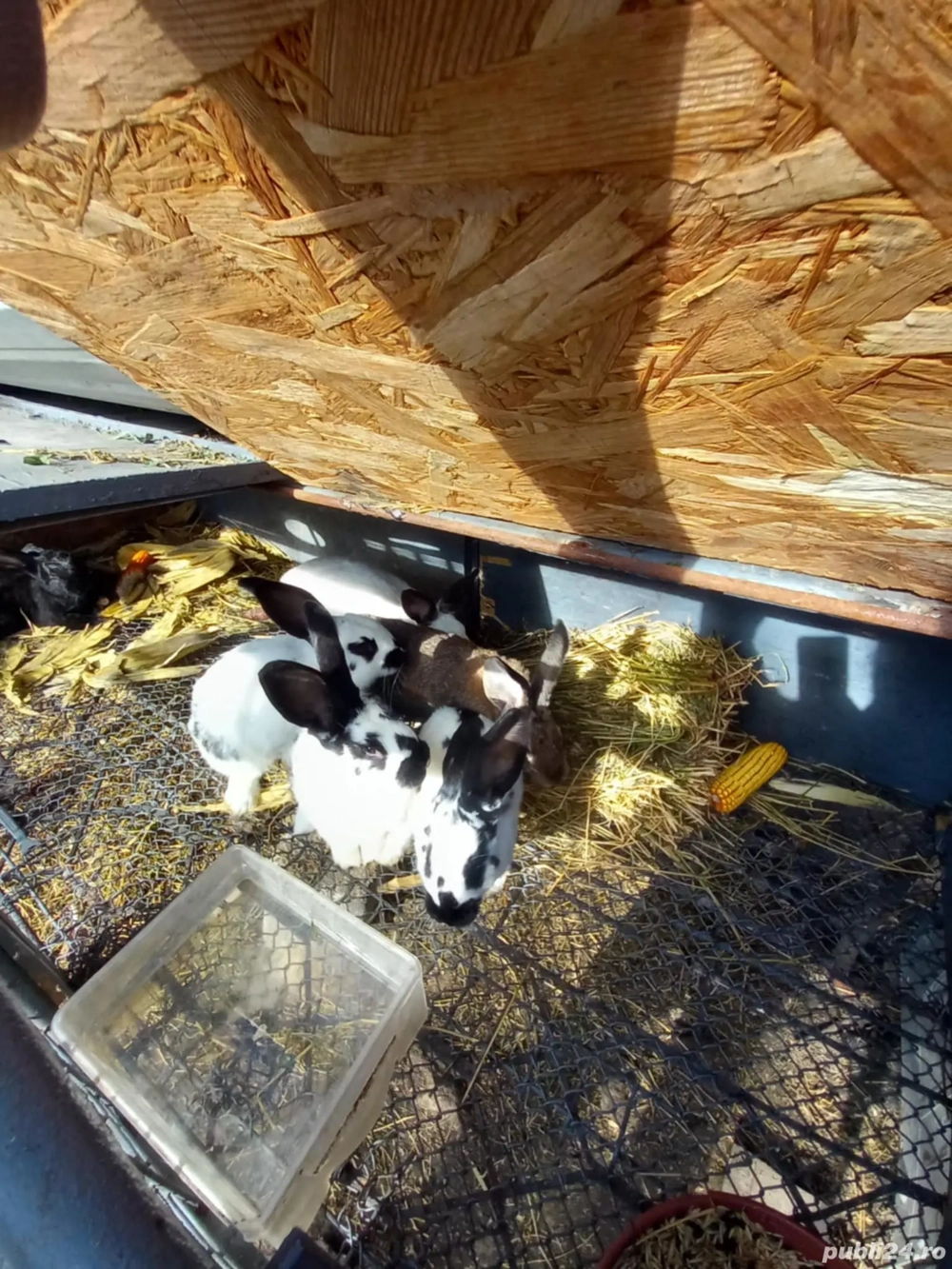 iepuri fluture gigant iepuri fluture gigant