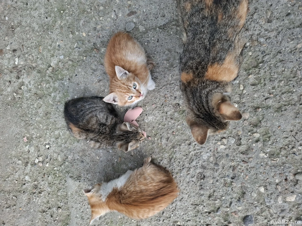 donez pui de pisică donez pui de pisică