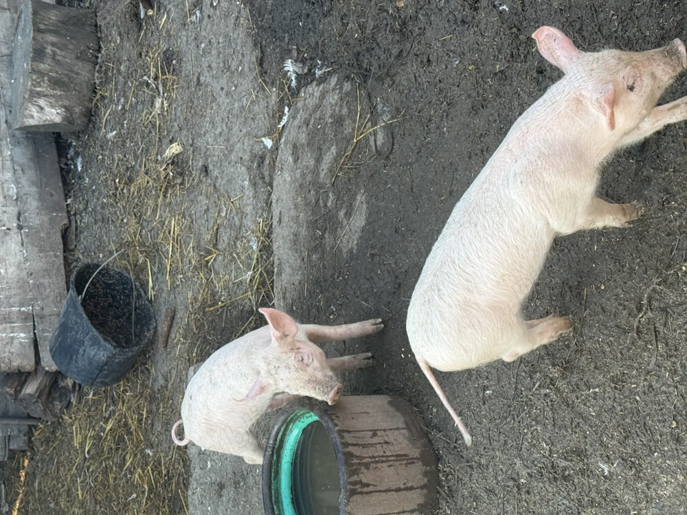 Vând porci de carne 7 săptămâni Vând porci de carne 7 săptămâni