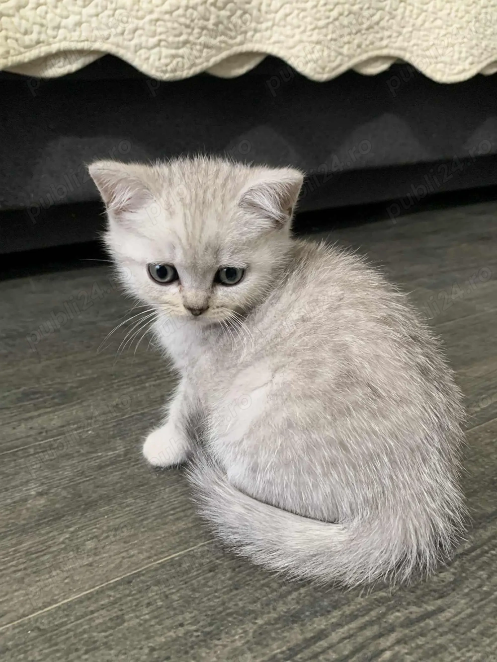 Pisicute British Scottish fold