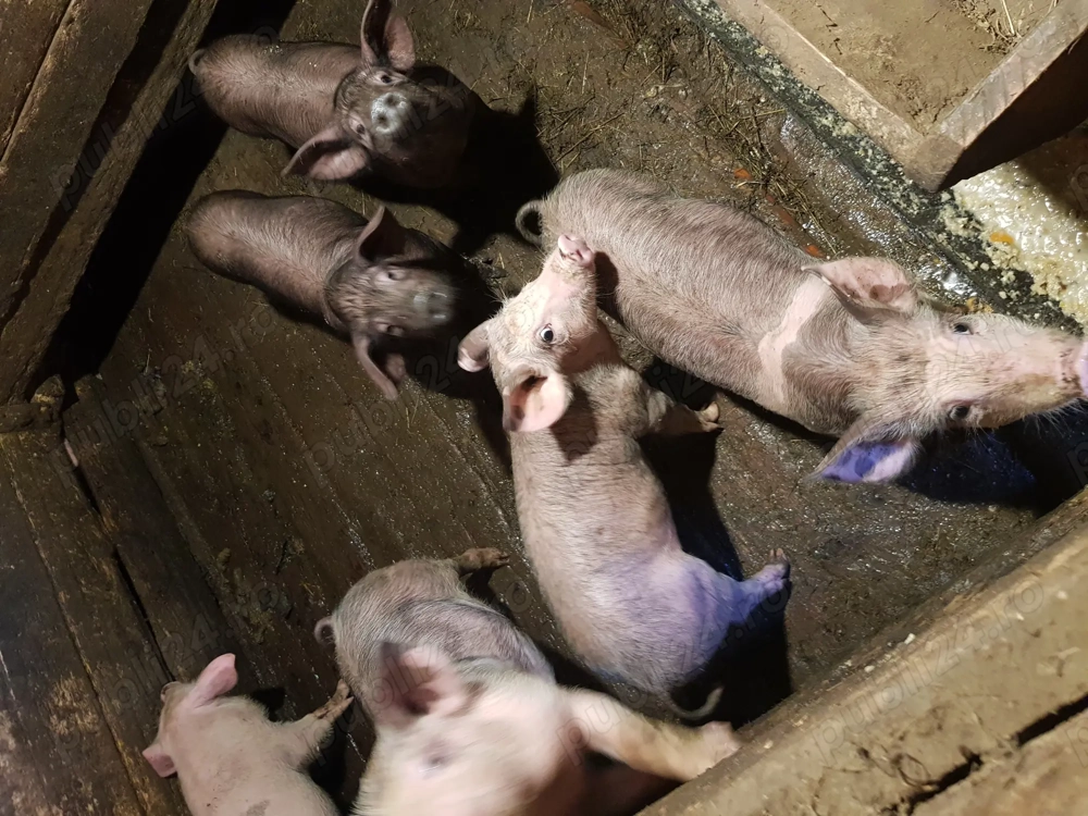 Vand purcei Vand purcei