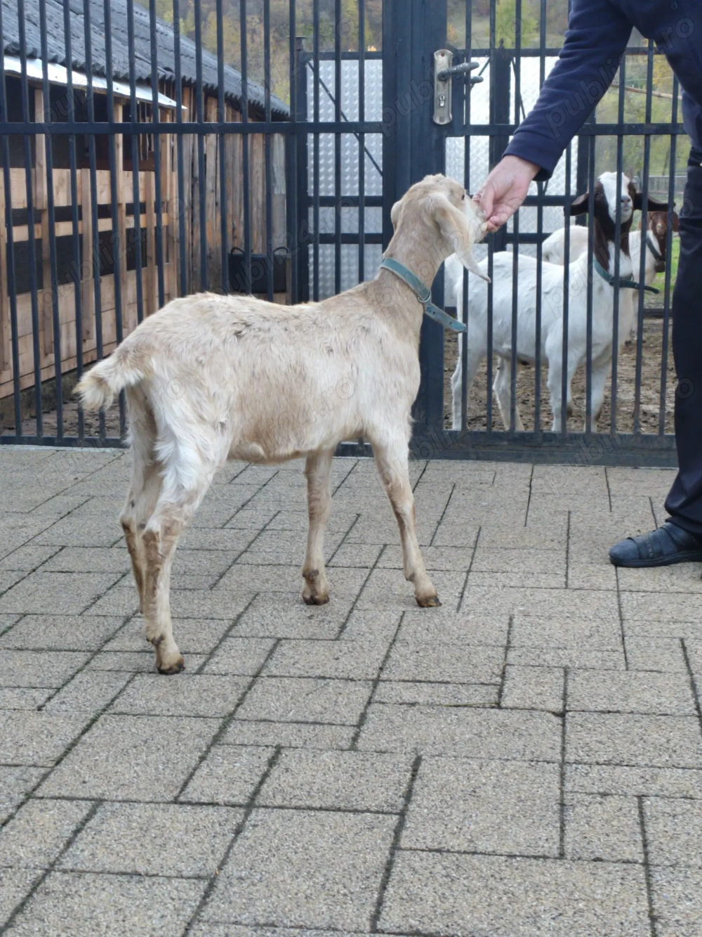 Vînd ieduță anglonubian Vînd ieduță anglonubian