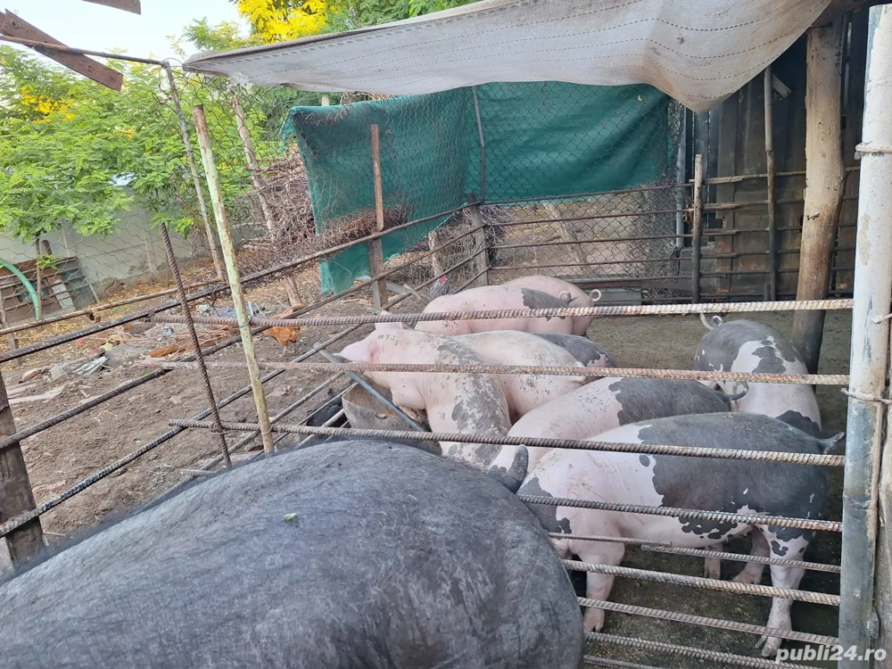 porci de rasa