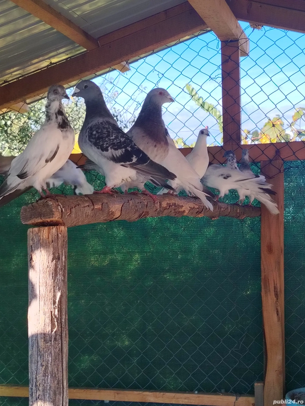 fazani porumbei de vanzare