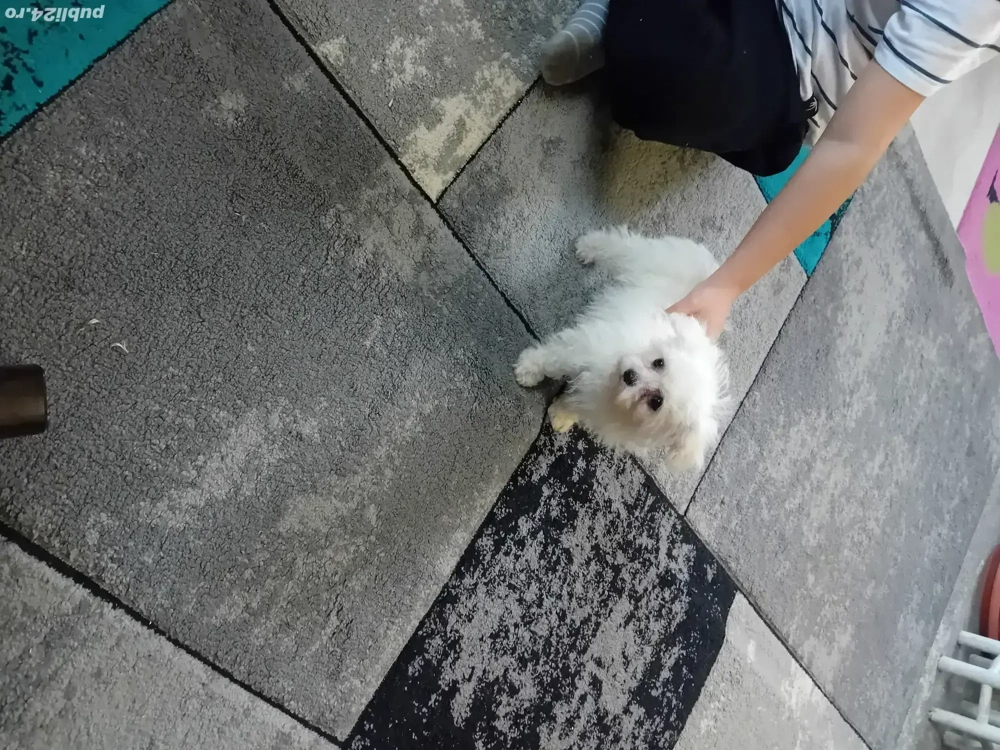 Bichon maltez mini toy 