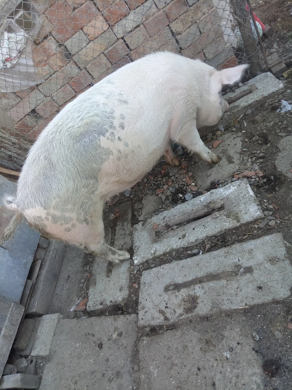Porci disponibili pentru sacrificat  Porci disponibili pentru sacrificat