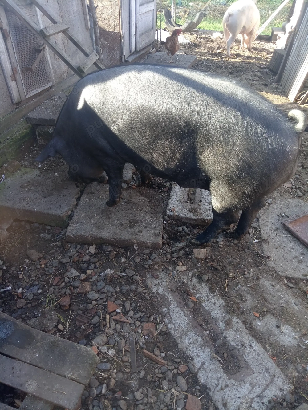 Porc pentru sacrificat 