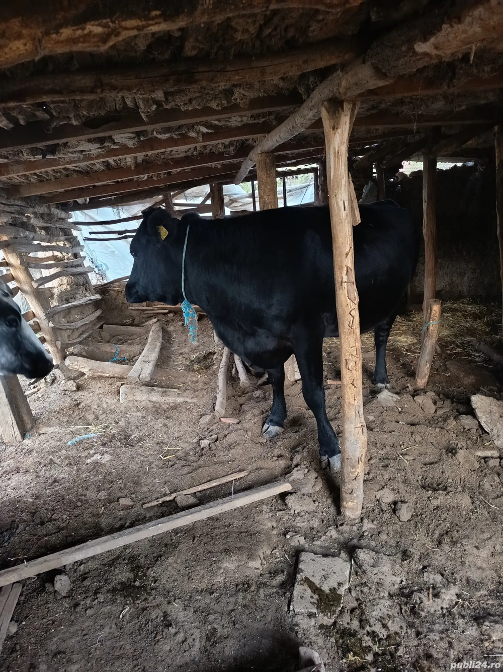 Vacă de vânzare 
