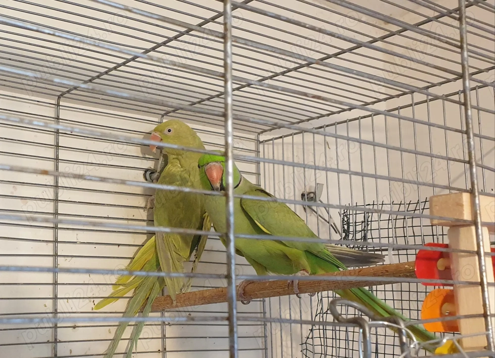 De vânzare pereche adultă papagali Micul Alexandru