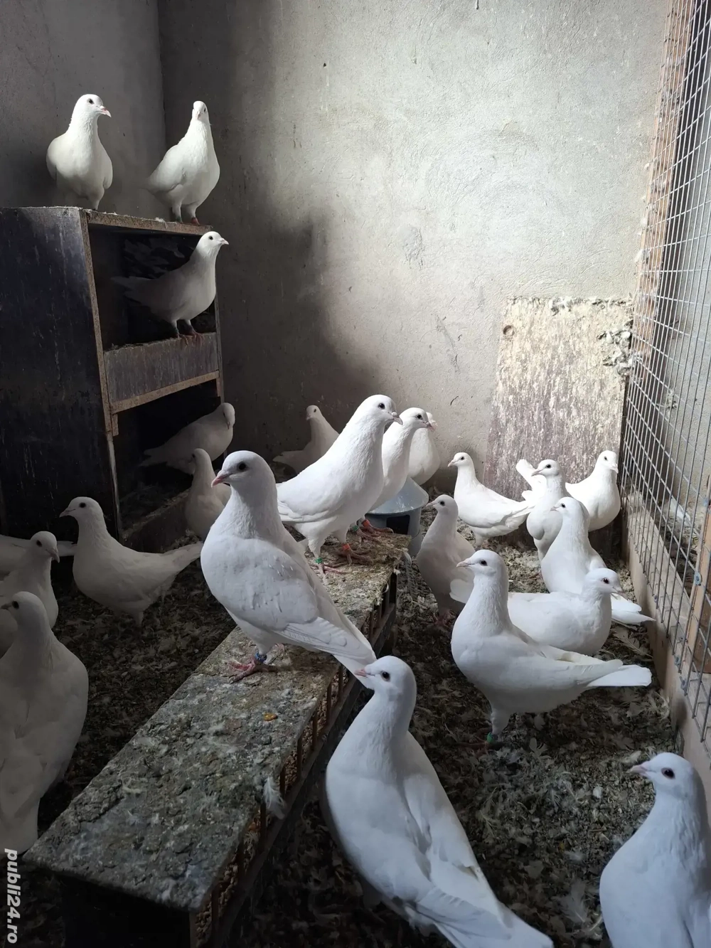 Vand porumbei rasa Hubble 