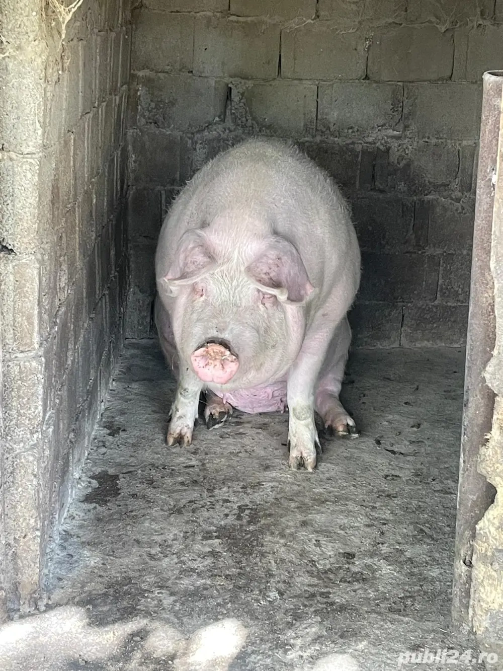 Porci grași de vânzare rasa pietrean și marele alb Porci grași de vânzare rasa pietrean și marele alb